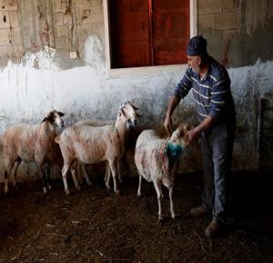 آثار اعتداء المستعمرين على ممتلكات المواطنين والمواشي في بلدة السموع